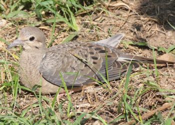 Garden Mourning Dove Fledge