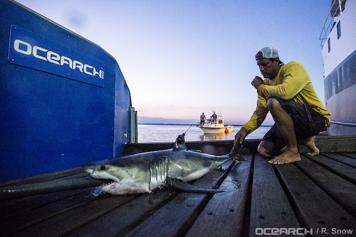 A Shark Named Montauk