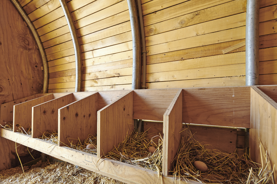 Architecture Research Office-designed chicken coop.