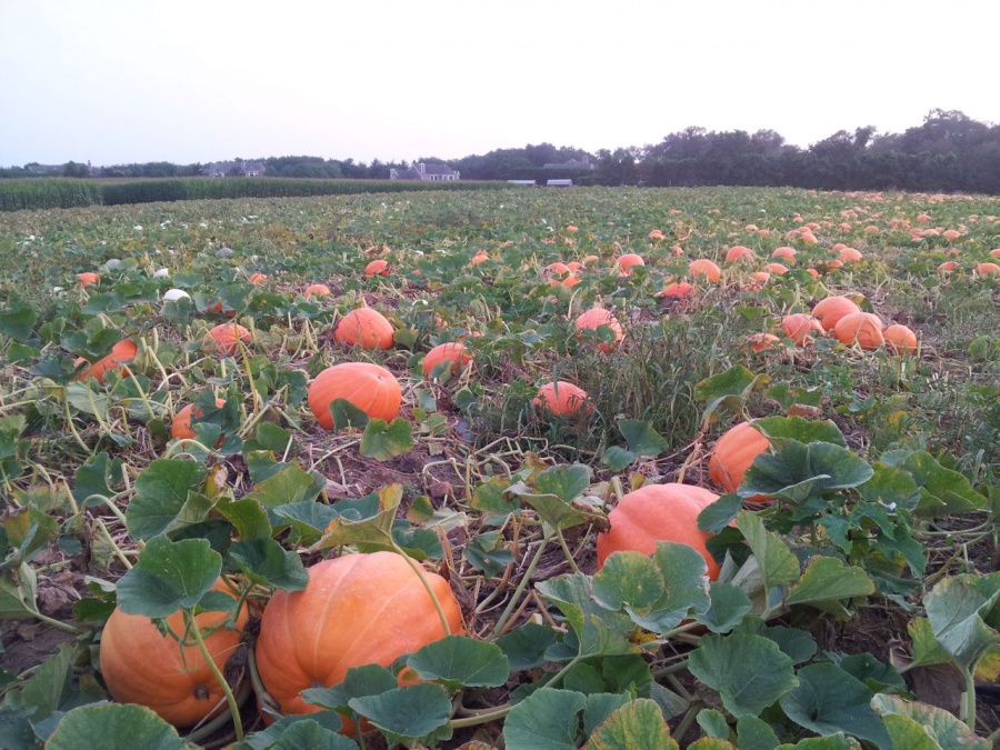 Ready for picking at Pumpkintown