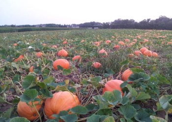 Ready for picking at Pumpkintown