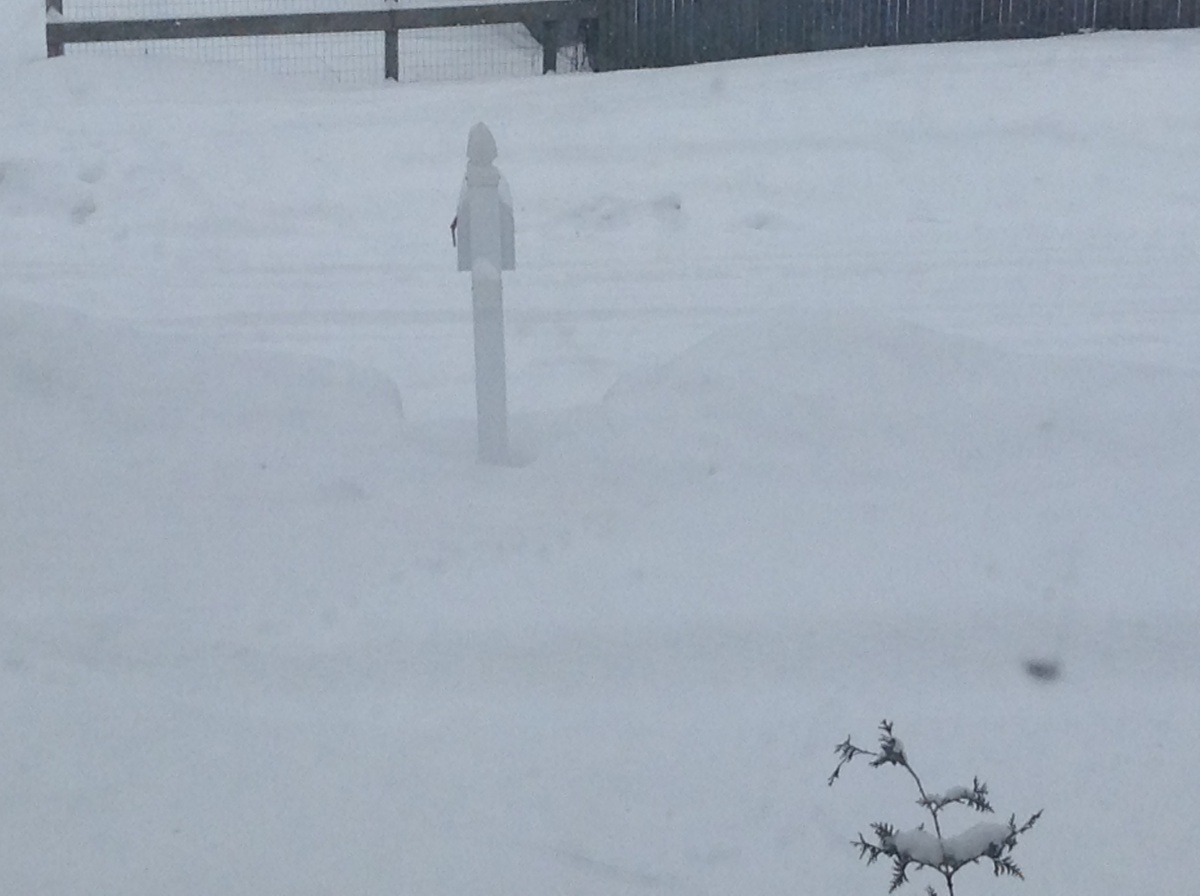 Snow on February 17, 2015.