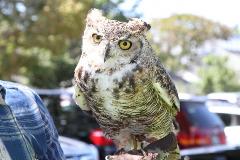 This great horned owl, Hooter, can be visited by your family at the Quogue Wildlife Refuge