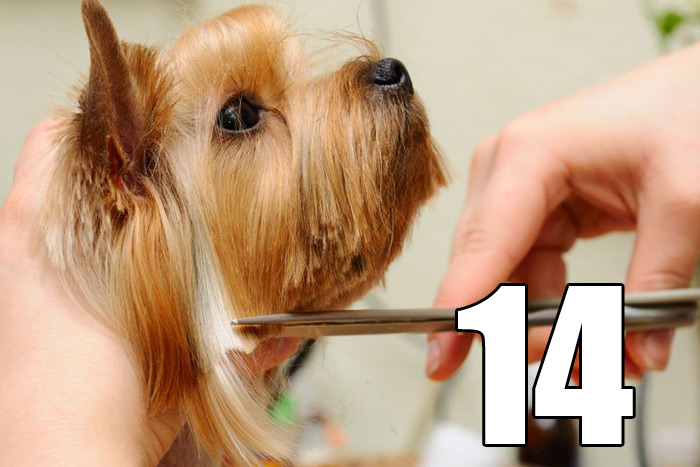 20 Things #14 Pamper Your Pooch - Go to the Dog Groomer