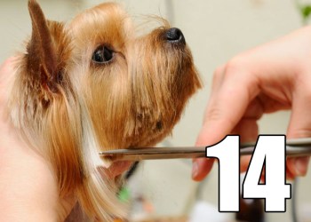 20 Things #14 Pamper Your Pooch - Go to the Dog Groomer
