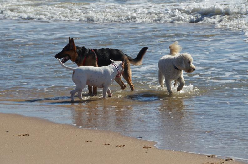 Mans Best Friend going for a swim after the Stroll.