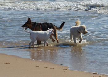 Mans Best Friend going for a swim after the Stroll.