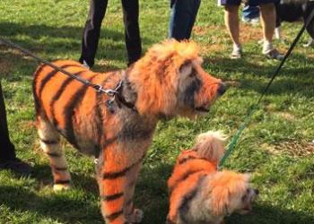 Two tiggers