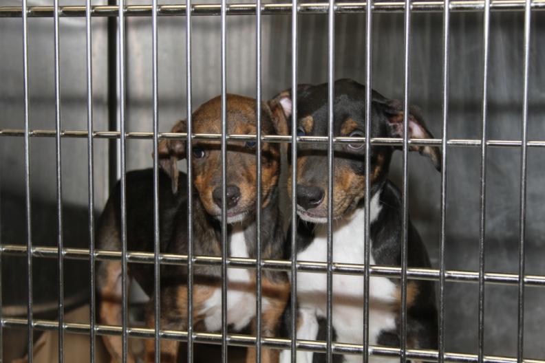 ARF provides quality care and sanctuary until loving homes can be found for furry friends