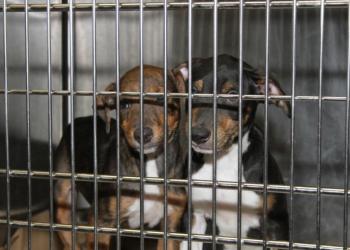 ARF provides quality care and sanctuary until loving homes can be found for furry friends