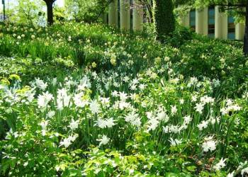 courtesy Unlimited Earth Care