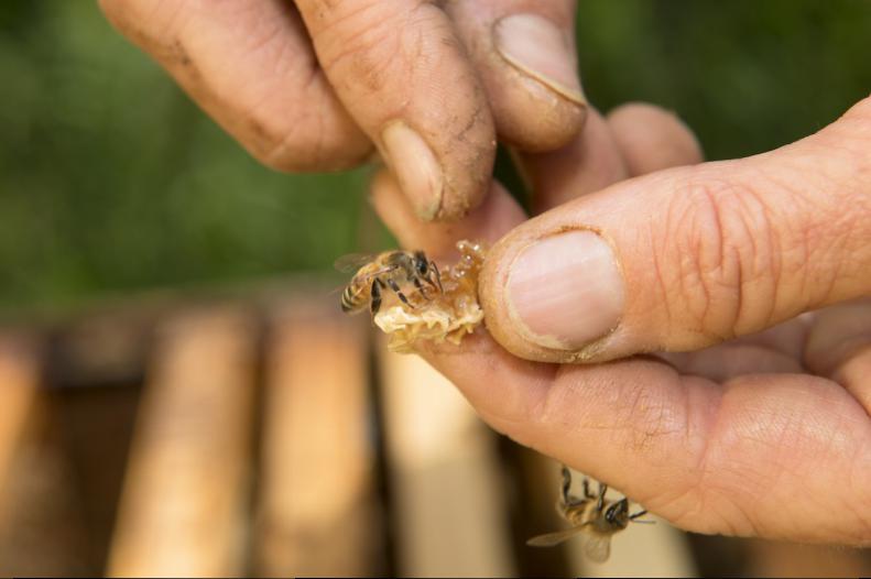 The knowing hands of beekeeper Mary Woltz with a bit of honey filled wax and a few of her gentle workers.