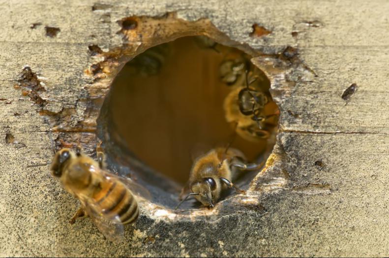 Busy and better organized than an airport terminal, the opening of the bee hive has it's gatherers coming and going, gathering pollen and making honey.