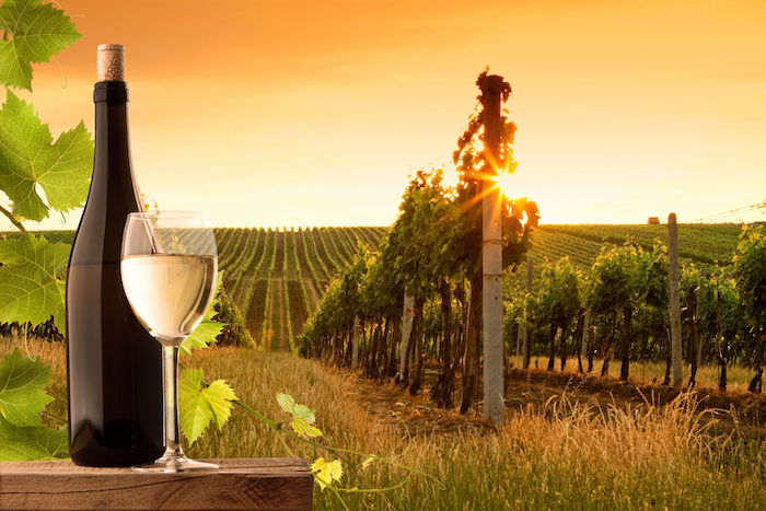 evening view of the vineyards at sunset