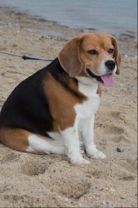 The beach beagle DJ Whitney watches the race