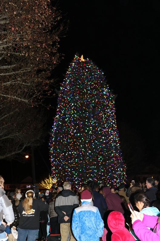 The Christmas tree came alive with lights after a special countdown