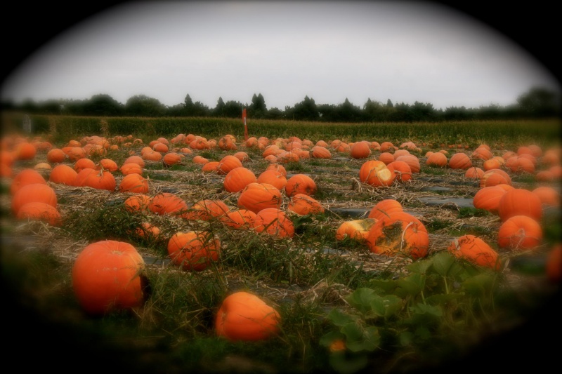 Fall pumpkins, Southampton