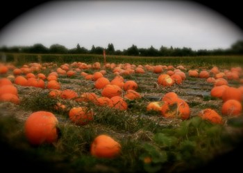 Fall pumpkins, Southampton