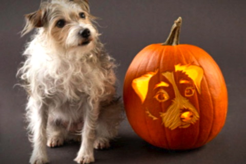 Dog and jack-o'-lantern