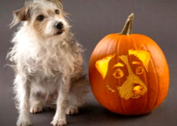 Dog and jack-o'-lantern