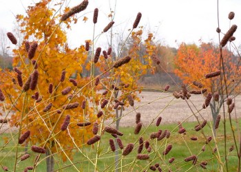 Sanguisorba tenuifolia