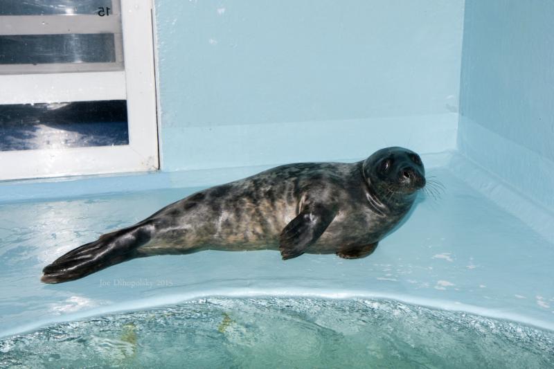 Hawkeye the seal will be released back into the wild. Photo credit: Riverhead Foundation for Marine Research & Preservation