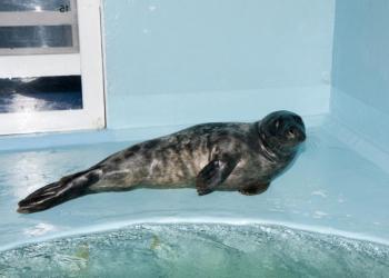 Hawkeye the seal will be released back into the wild. Photo credit: Riverhead Foundation for Marine Research & Preservation