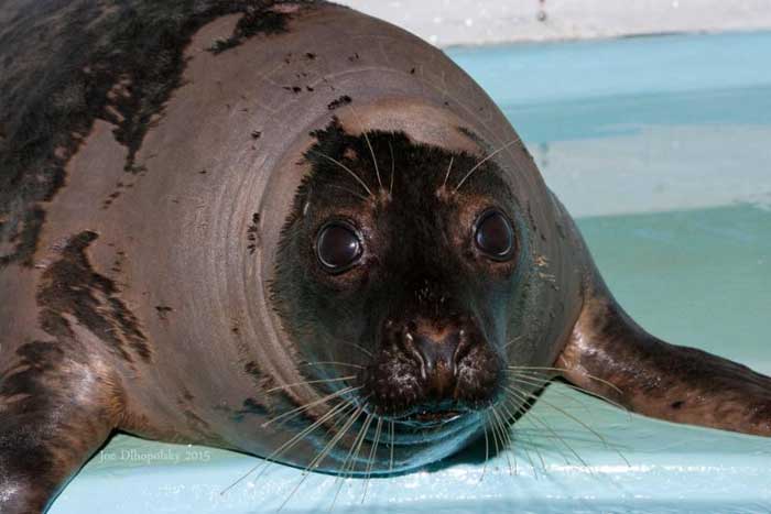 Wolverine the seal will be released back into the wild Saturday in Hampton Bays.