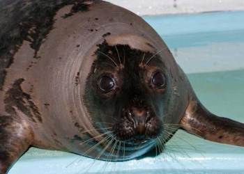 Wolverine the seal will be released back into the wild Saturday in Hampton Bays.