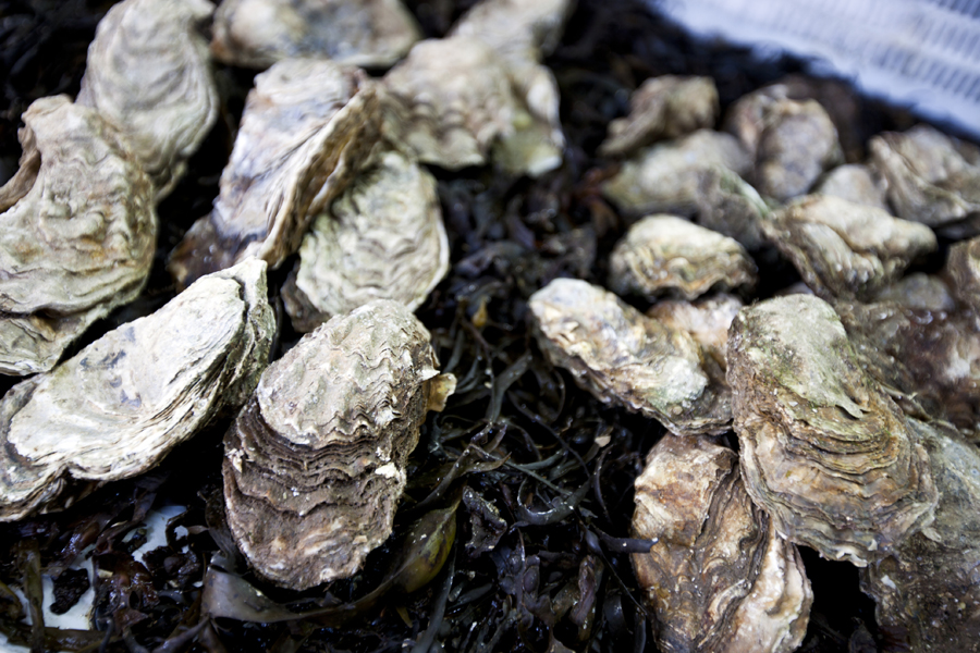 Close up of oysters