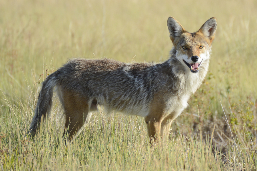 Coyote standing in a Field