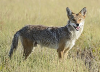 Coyote standing in a Field
