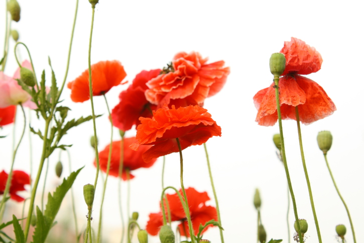 Poppies