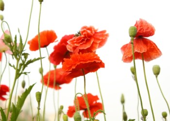 Poppies