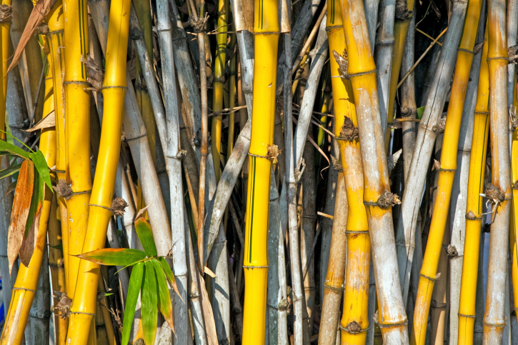 Bamboo