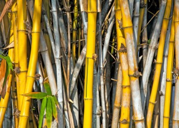 Bamboo