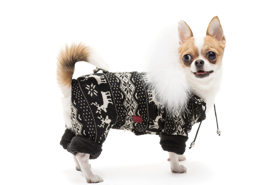 Funny dog wearing winter outfit