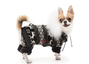 Funny dog wearing winter outfit