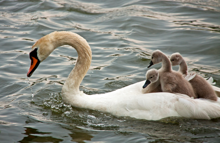 Swan Cygnets on back