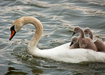 Swan Cygnets on back