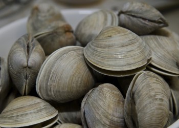 Cooked clams in bowl ready to eat