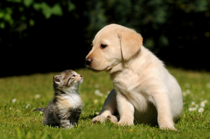 Kittens and puppies should and spayed and neutered before they are 6 months old.