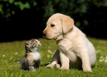 Kittens and puppies should and spayed and neutered before they are 6 months old.