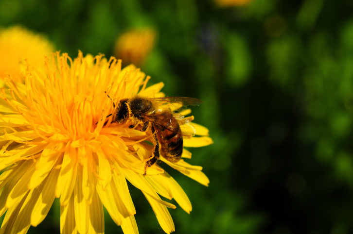 bee on dandelion