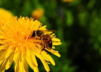 bee on dandelion