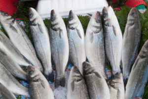 bass fish catch