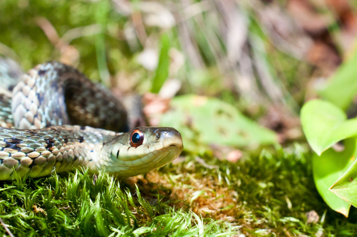 Eastern Garter Snake