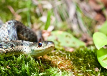 Eastern Garter Snake