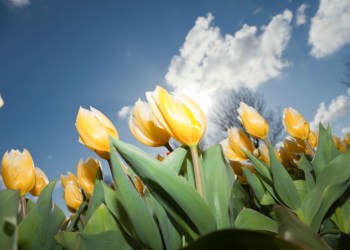 yellow tulips
