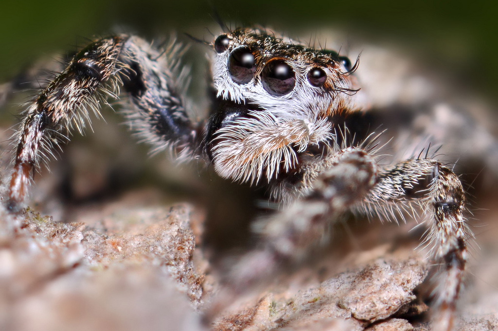 Learn about spiders at the South Fork Natural History Museum. Photo credit: Jeff Burcher